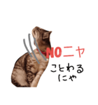 たけちよのねこのひなちゃん パート2（個別スタンプ：6）