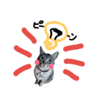 たけちよのねこのひなちゃん パート2（個別スタンプ：7）