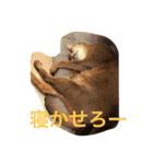 るどさん（ねこ）（個別スタンプ：1）