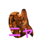 るどさん（ねこ）（個別スタンプ：2）