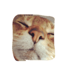 るどさん（ねこ）（個別スタンプ：4）