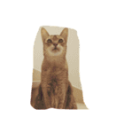 るどさん（ねこ）（個別スタンプ：9）
