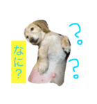 こたとりたの家族（個別スタンプ：4）