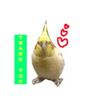 こたとりたの家族（個別スタンプ：5）