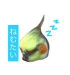 こたとりたの家族（個別スタンプ：7）