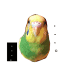 こたとりたの家族（個別スタンプ：9）