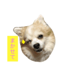 こたとりたの家族（個別スタンプ：11）