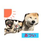 こたとりたの家族（個別スタンプ：14）