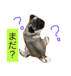 こたとりたの家族（個別スタンプ：15）