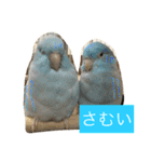こたとりたの家族（個別スタンプ：16）