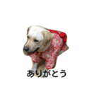ラブラドールレトリバー リリーとロブ（個別スタンプ：6）