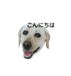 ラブラドールレトリバー リリーとロブ（個別スタンプ：8）