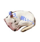 あんこと仲間たち（個別スタンプ：2）