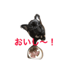 あんこと仲間たち（個別スタンプ：10）