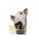 あんこと仲間たち（個別スタンプ：12）
