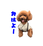 Cooちやのひとり言（個別スタンプ：5）
