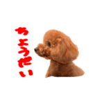 Cooちやのひとり言（個別スタンプ：8）