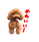 Cooちやのひとり言（個別スタンプ：11）