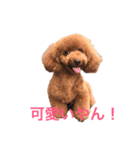 Cooちやのひとり言（個別スタンプ：12）