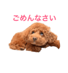 Cooちやのひとり言（個別スタンプ：13）