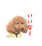 Cooちやのひとり言（個別スタンプ：24）