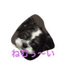 ギズとオレオ（個別スタンプ：2）