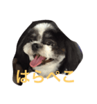 ギズとオレオ（個別スタンプ：3）