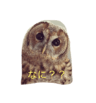 smilenico（個別スタンプ：1）