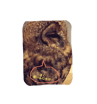 smilenico（個別スタンプ：8）