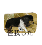 犬派（個別スタンプ：2）