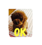 犬派（個別スタンプ：5）