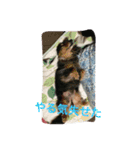 犬派（個別スタンプ：6）