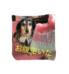 犬派（個別スタンプ：8）