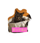 ジャックとすず太（個別スタンプ：6）