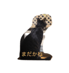 ジャックとすず太（個別スタンプ：8）