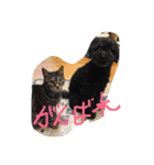 ジャックとすず太（個別スタンプ：10）