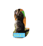ジャックとすず太（個別スタンプ：11）
