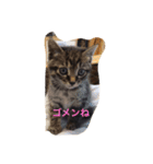 ジャックとすず太（個別スタンプ：12）