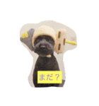 ジャックとすず太（個別スタンプ：16）