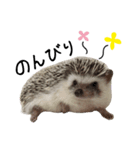 ハロー！みるく！（個別スタンプ：13）