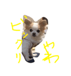 チワワのパンナちゃん（個別スタンプ：3）