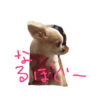 チワワのパンナちゃん（個別スタンプ：4）