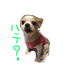 チワワのパンナちゃん（個別スタンプ：5）