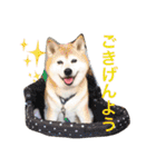 ウエスティ さくももの部屋 3（個別スタンプ：1）