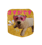 ウエスティ さくももの部屋 3（個別スタンプ：4）