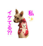 ウエスティ さくももの部屋 3（個別スタンプ：5）
