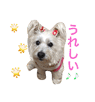 ウエスティ さくももの部屋 3（個別スタンプ：9）