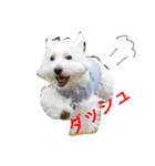 ウエスティ さくももの部屋 3（個別スタンプ：18）