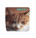 nekotonokurashi 2（個別スタンプ：8）