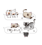 【しょうた】猫だらけの吹き出し（個別スタンプ：17）